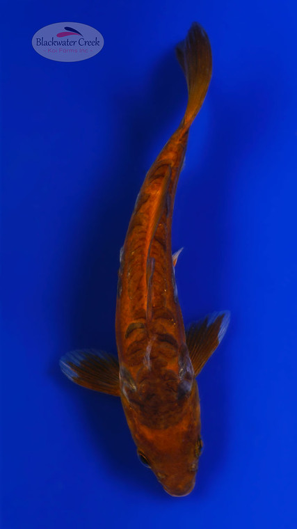 Cinnamon Stick 5-6 inches [H26-T36-54]