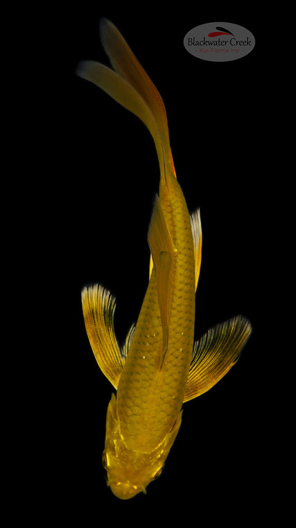 Goldie 5-6 inches [H26-T38-65]