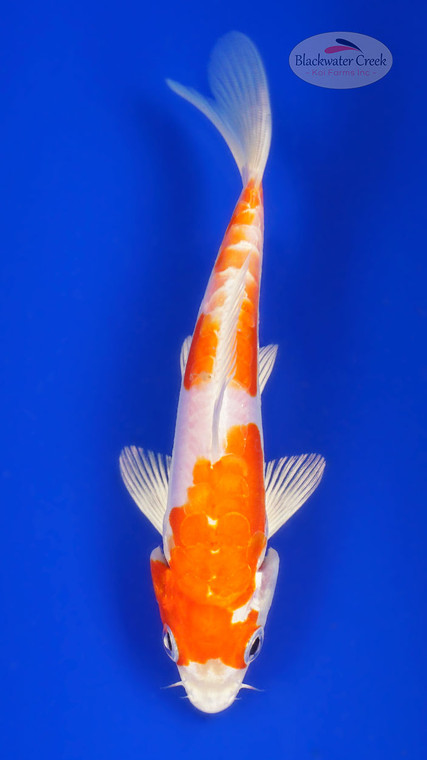 Doitsu Hariwake 5-6 inches [H26-T41-80]