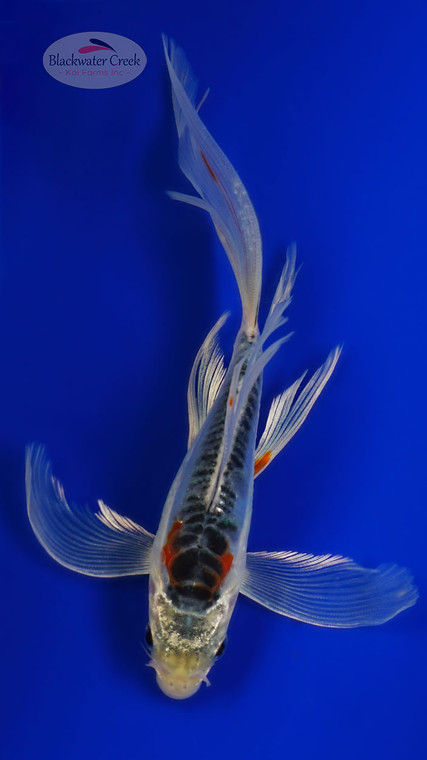 Shusui 5-6 inches [H26-T49-120]