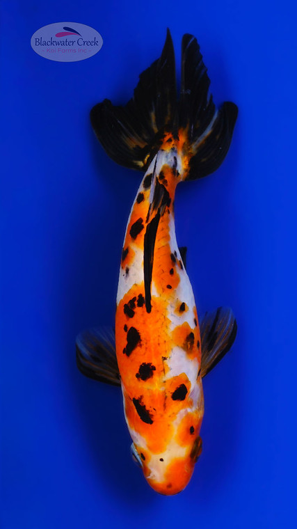 Calico Wakin 6-7 inches [AA26-T62-3] *SEE VIDEO*