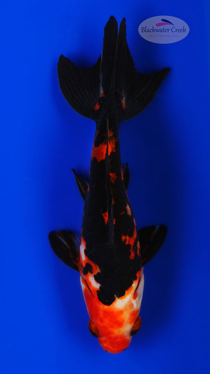 Calico Wakin 5-6 inches [AA26-T62-7] *SEE VIDEO*