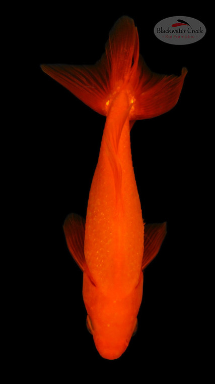Orange Wakin 6-7 inches [AA26-T63-11]