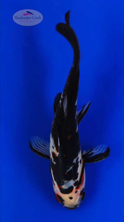 Black Opal 5-6 inches [AA26-T64-24]