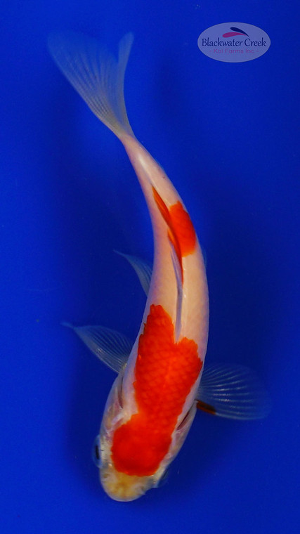 Goldfish 842 3-4 inches [PW-T6-842]