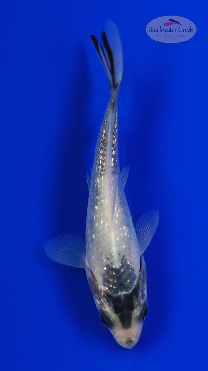 Koi 844 3-4 inches [PW-T6-844]