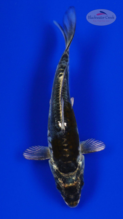 Koi 845 3-4 inches [PW-T6-845]