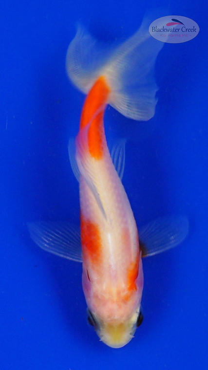Goldfish 861 3-4 inches [PW-T6-861]