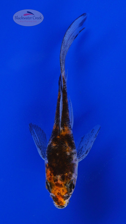 Koi 862 3-4 inches [PW-T2-862]