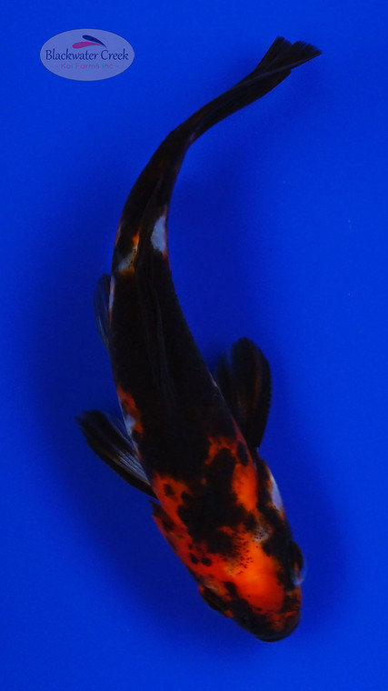 Goldfish 866 3-4 inches [PW-T2-866]