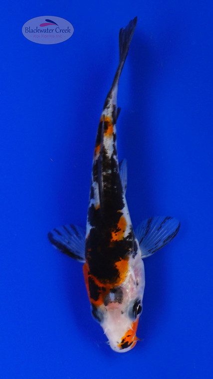 Koi 870 3-4 inches [PW-T2-870]