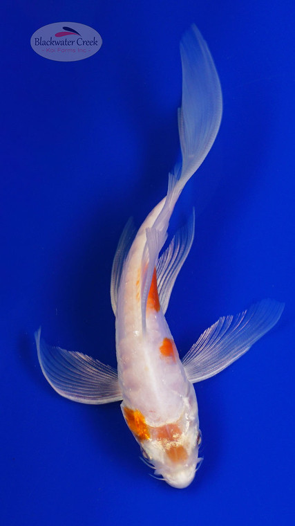 Koi 874 3-4 inches [PW-T2-874]