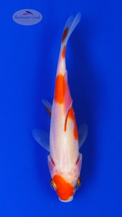 Goldfish 879 3-4 inches [PW-T2-879]