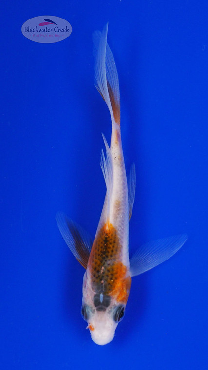 Koi 883 3-4 inches [PW-T2-883]