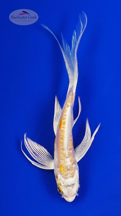 Koi 887 3-4 inches [PW-T8-887]