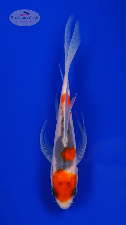 Koi 891 3-4 inches [PW-T8-891]