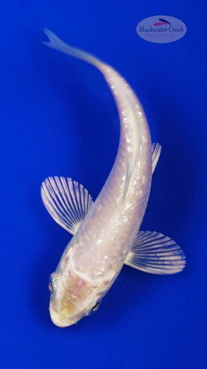 Koi 894 3-4 inches [PW-T8-894]