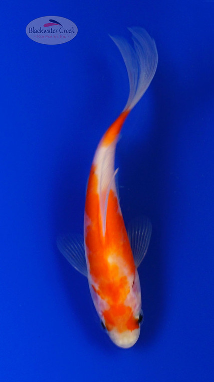 Goldfish 903 3-4 inches [PW-T8-903]