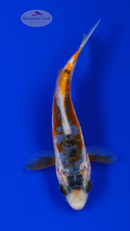 Koi 920 3-4 inches [PW-T9-920]