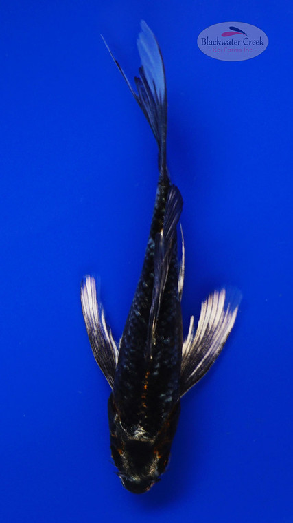 Koi 922 3-4 inches [PW-T9-922]