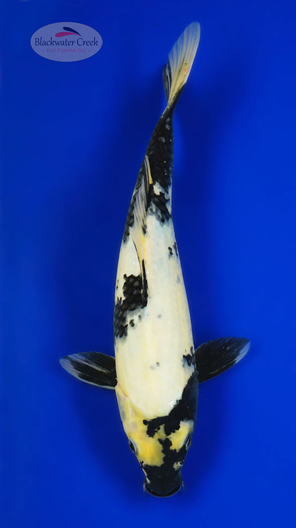 Shiro Utsuri 13 inches [AGO-92226-11]