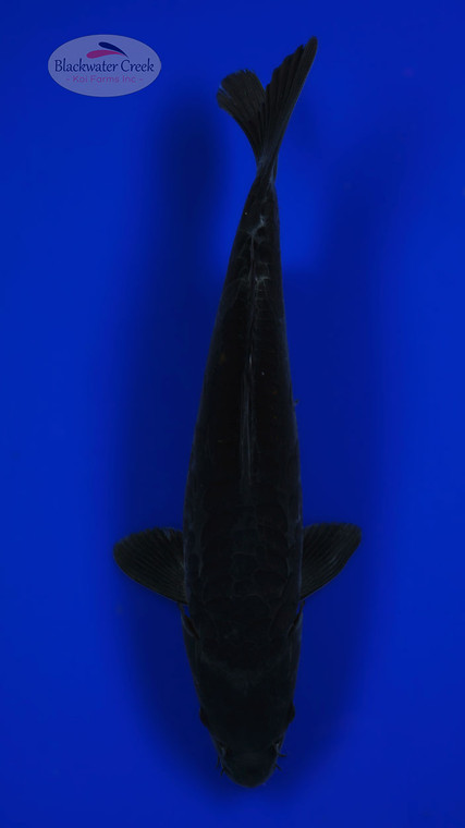Doitsu Karasu 11.75 inches [AGO-92226-16]