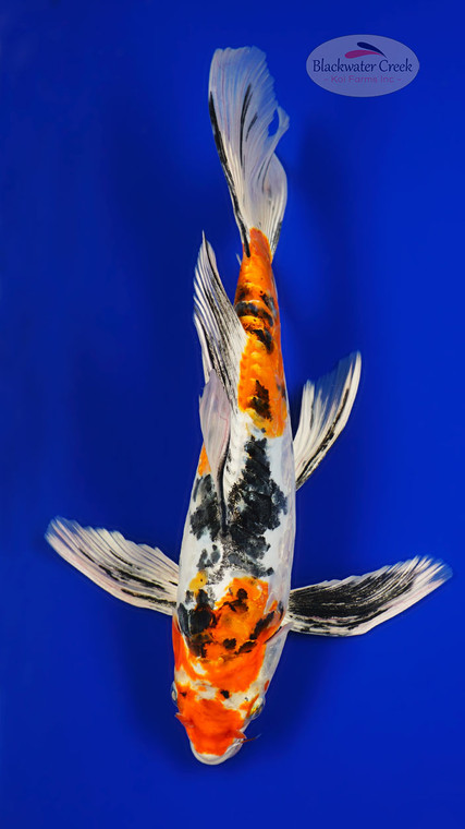 Heisei Nishiki 12.50 inches [AGO-92226-20]