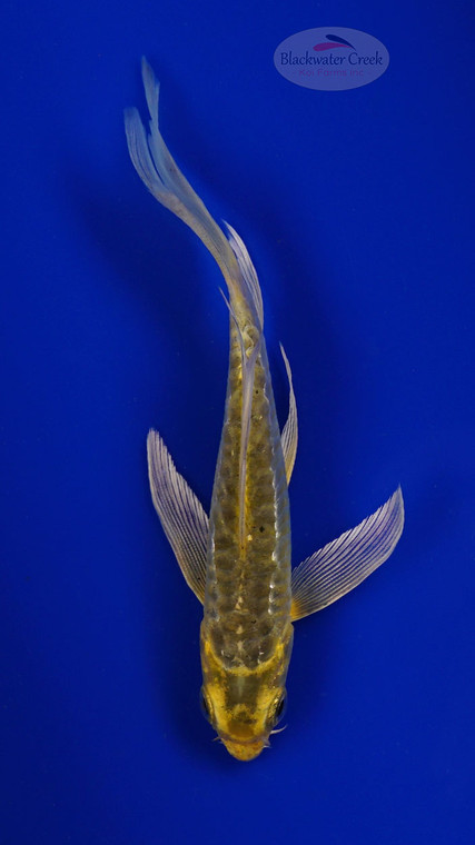 Koi 931 3-4 inches [PW-T10-931]