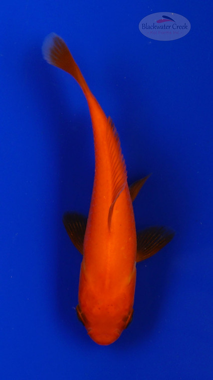 Goldfish 945 3-4 inches [PW-T10-945]