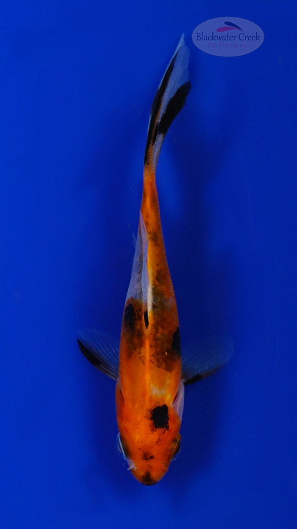 Goldfish 948 3-4 inches [PW-T10-948]