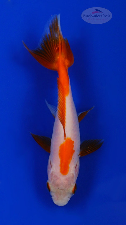 Goldfish 951 3-4 inches [PW-T10-951]