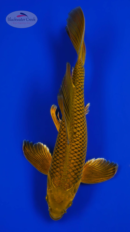 Chagoi 12.75 inches [AGO-92526-30]