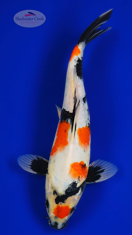 Showa 11 inches [AGO-92526-41]