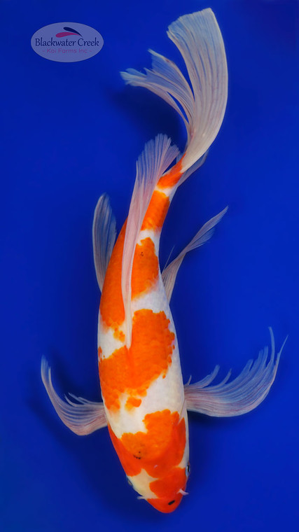 Kohaku Butterfly 12.25 inches [AGO-92526-42]