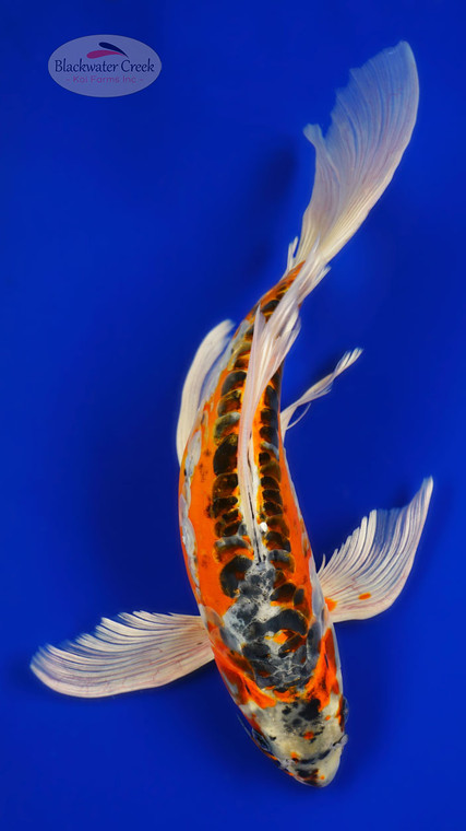 Beni Kikokuryu 12.50 inches [AGO-92526-51]