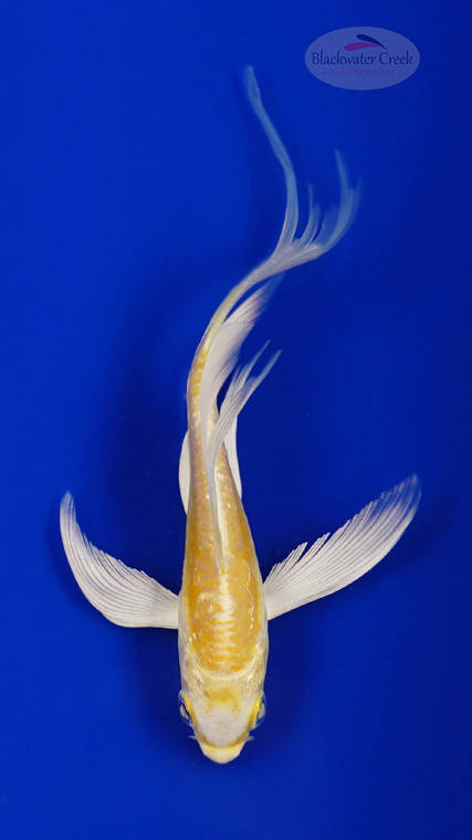 Koi 953 3-4 inches [PW-T22-953]