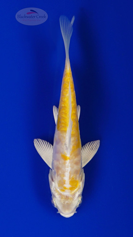 Koi 957 3-4 inches [PW-T22-957]