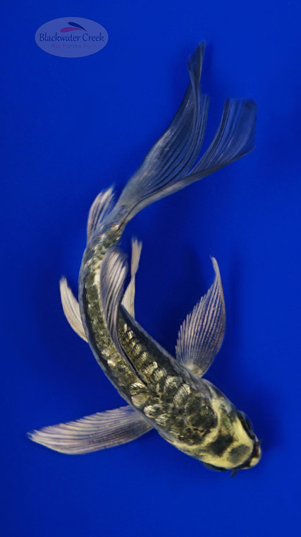 Koi 958 3-4 inches [PW-T22-958]