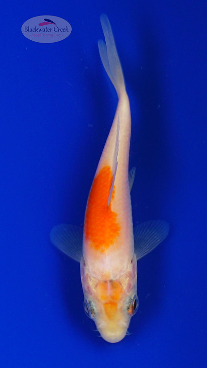 Koi 960 3-4 inches [PW-T22-960]