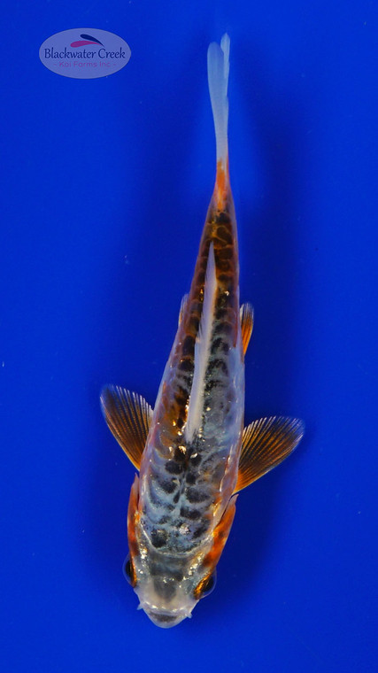 Koi 964 3-4 inches [PW-T22-964]