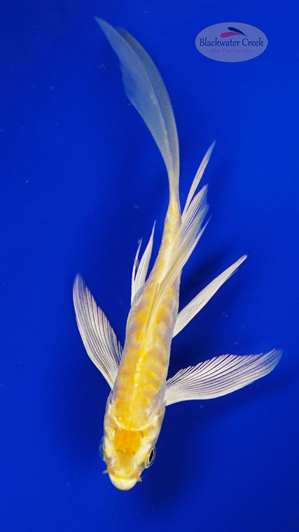 Koi 974 3-4 inches [PW-T28-974]