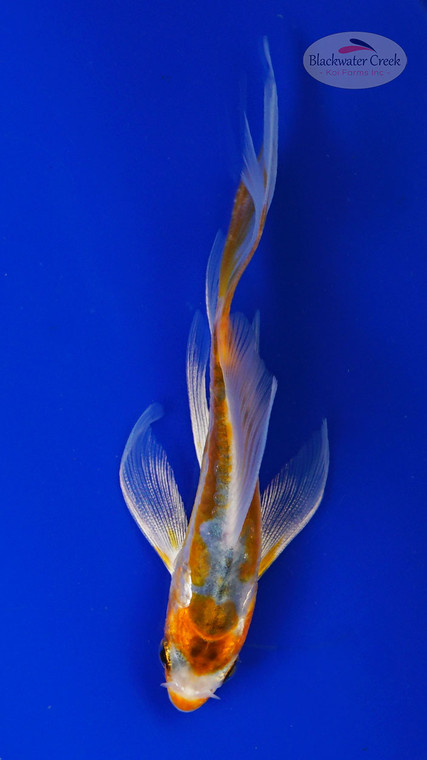 Koi 976 3-4 inches [PW-T28-976]