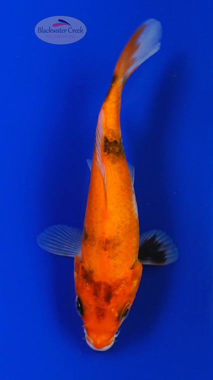 Koi 994 3-4 inches [PW-T29-994]