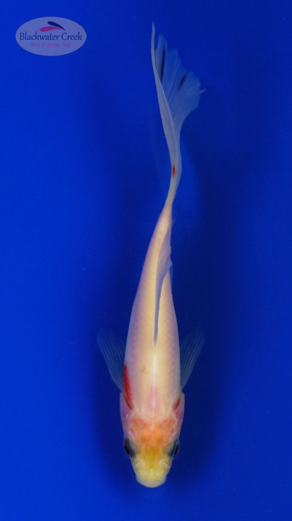 Goldfish 1001 3-4 inches [PW-T29-1001]