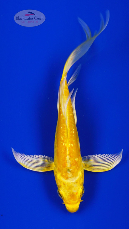 Koi 1012 3-4 inches [PW-T30-1012]