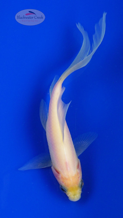 Goldfish 1022 3-4 inches [PW-T30-1022]