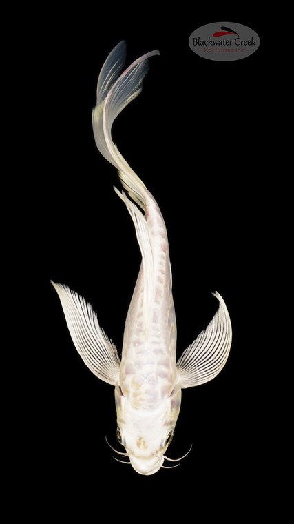 Platinum Butterfly 6-7 inches [I26-T100-31]