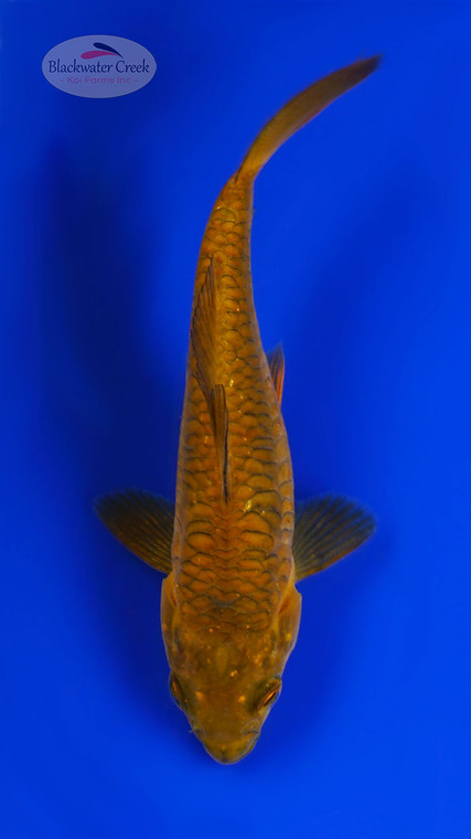Mini Aragoke Chagoi 4-5 inches [I26-T104-42]