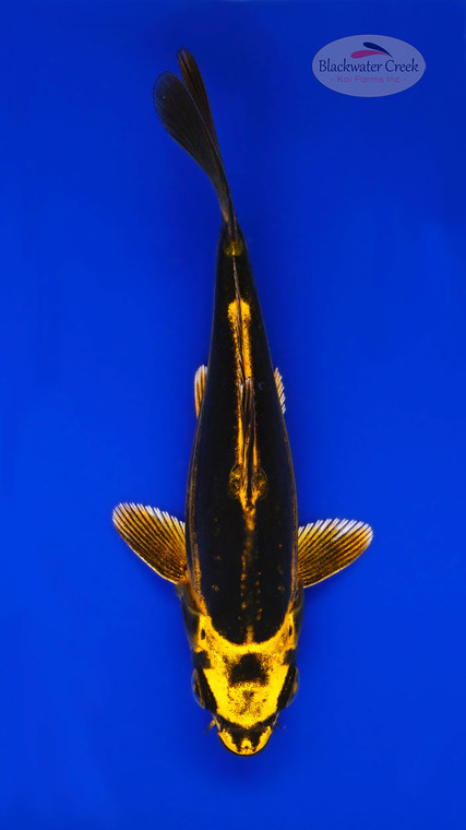 Yellow Knight Kiko 4-5 inches [I26-T105-46]