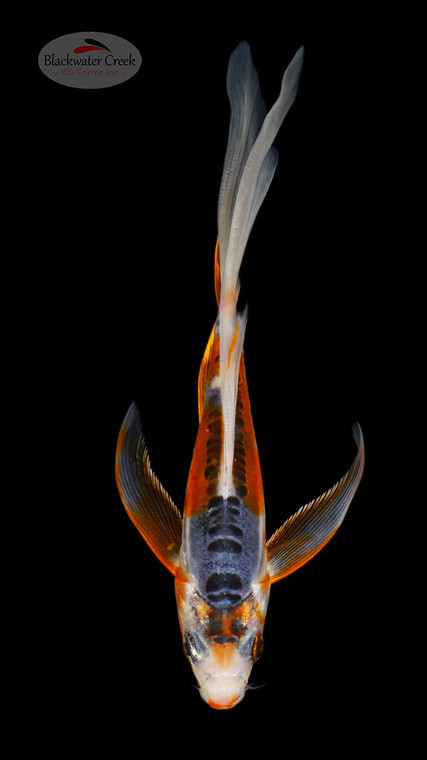 Shusui Butterfly 5-6 inches [I26-T105-54]